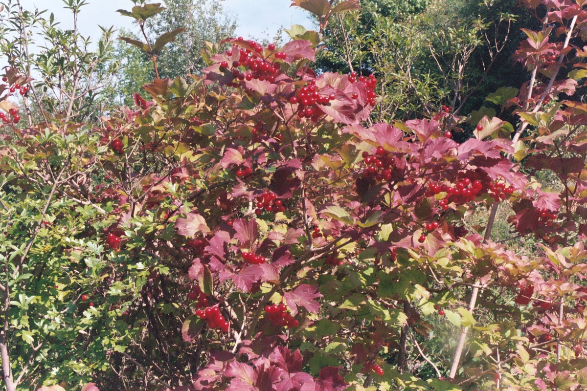 Guelder Rose berries, Aston Clinton Ragpits, 4th September, 2004